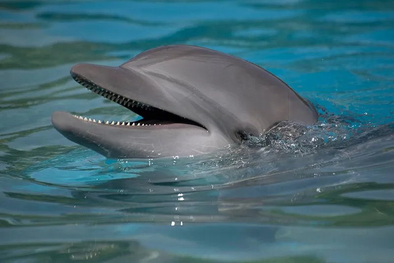 Well-being and Care at Dolphinaris 1